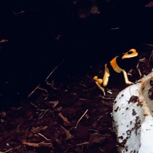 Meet your Posher, Edwin